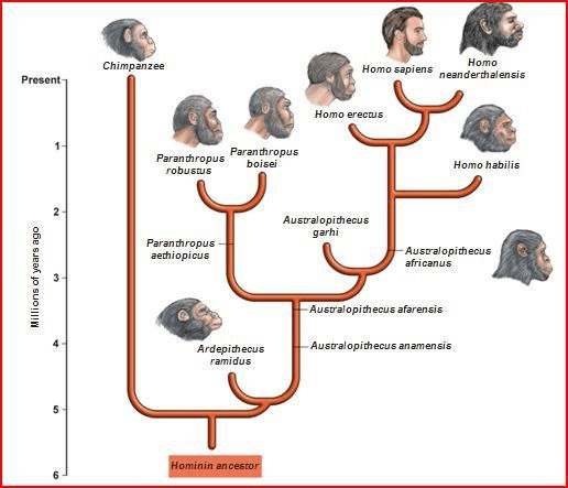 Why Humans Didn’t Evolve From Monkeys