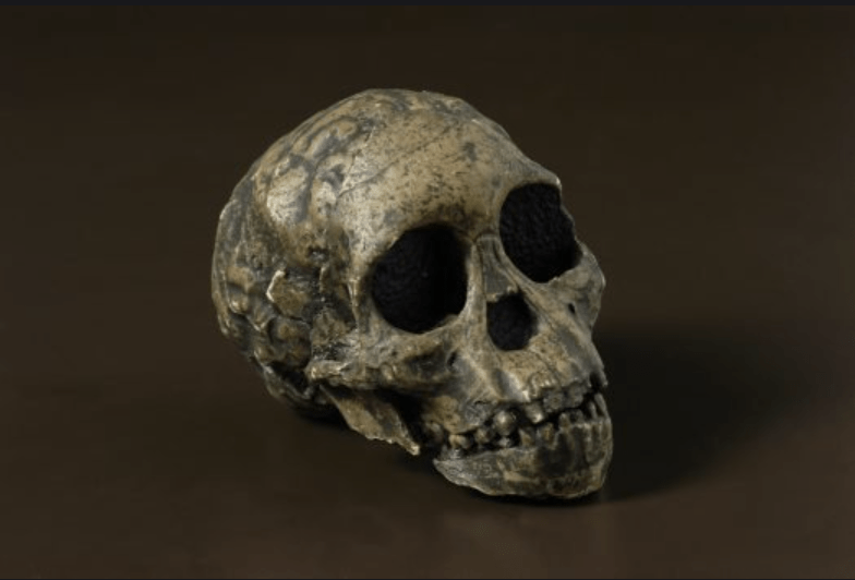 Why Humans Didn’t Evolve From Monkeys