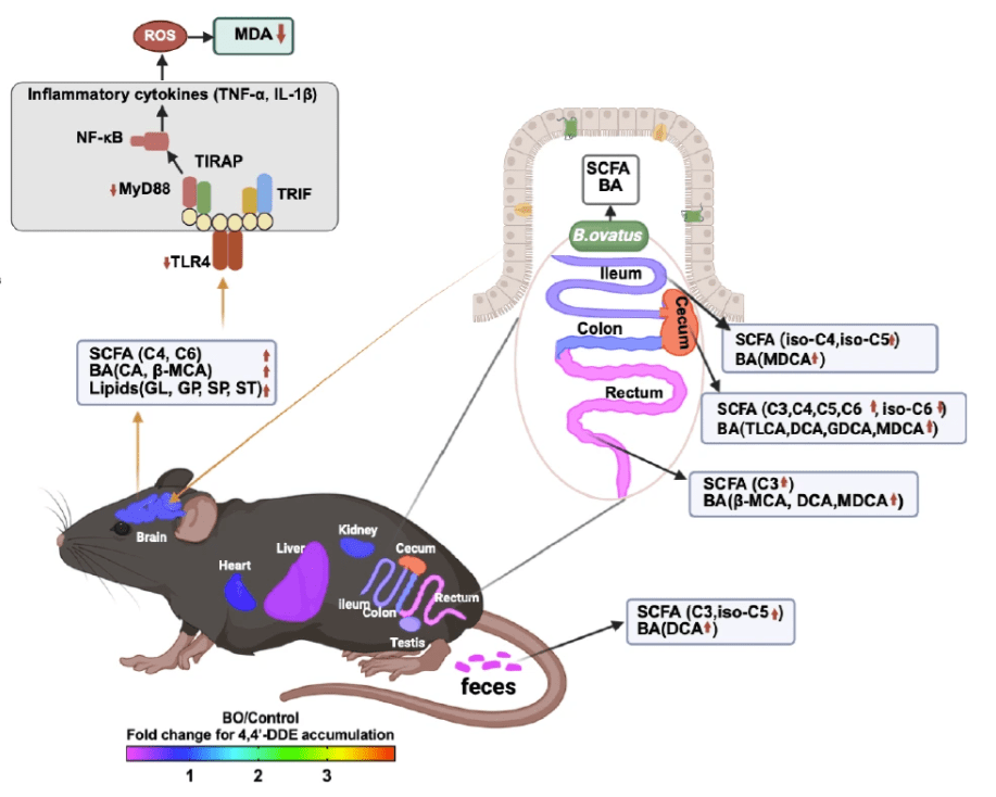 Do pesticides affect gut microbiome